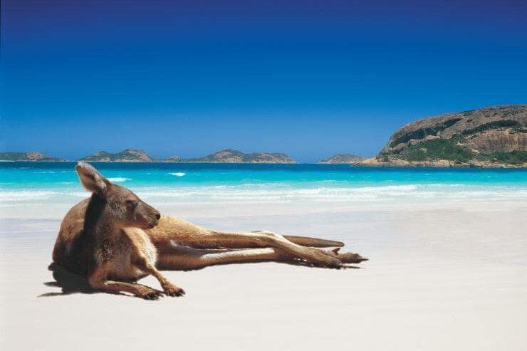A kangaroo lying on a beach