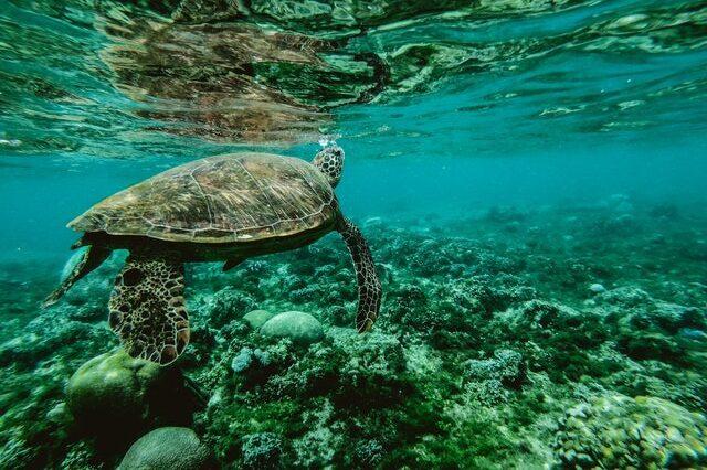 A turtle swimming in the Great Barrier Reef