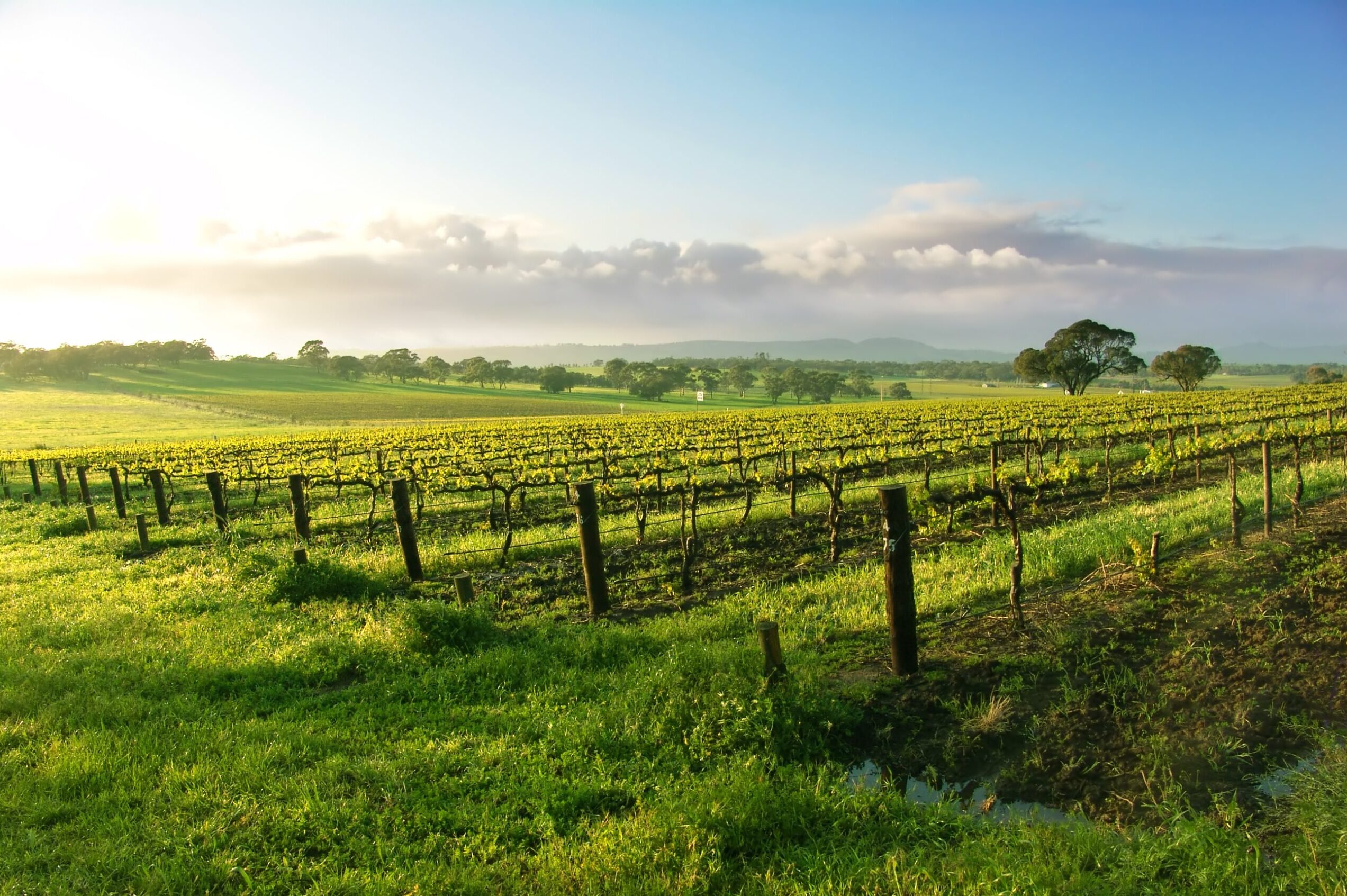 South Australian Vineyard